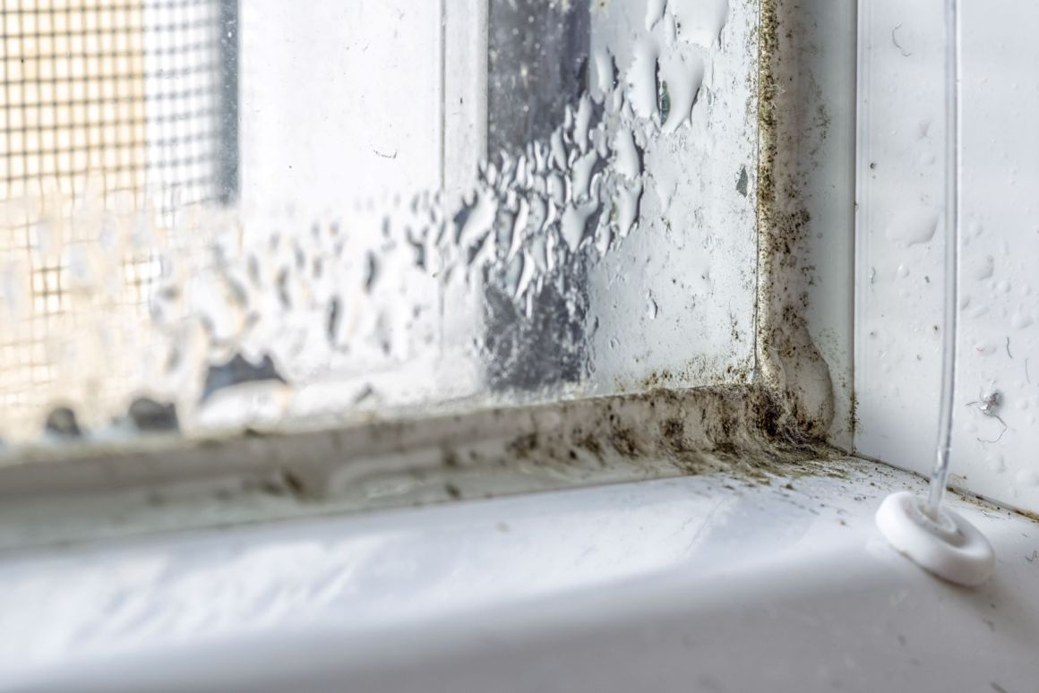 Schimmel Am Holzfenster Entfernen Vorbeugen » So Geht